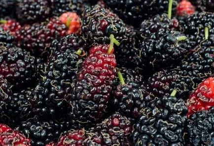 Mulberry - cum să aibă grijă, cultură, reproduce, grădinar (conac)