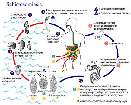 Schistosoma Munson (Schistosoma mansoni)