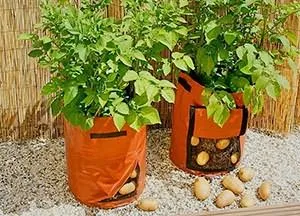 Картофи оранжерии, градински растат!