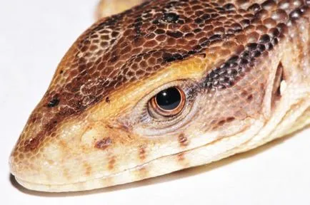 Capul monitor șopârlă sau Savannah Monitor (limba latină: