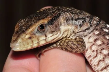 Capul monitor șopârlă sau Savannah Monitor (limba latină: