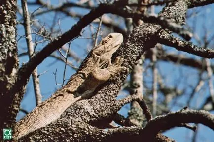 Capul monitor șopârlă sau Savannah Monitor (limba latină: