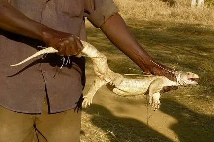 Capul monitor șopârlă sau Savannah Monitor (limba latină: