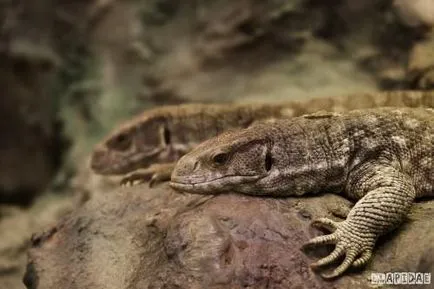 Capul monitor șopârlă sau Savannah Monitor (limba latină: