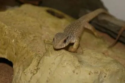 Capul monitor șopârlă sau Savannah Monitor (limba latină: