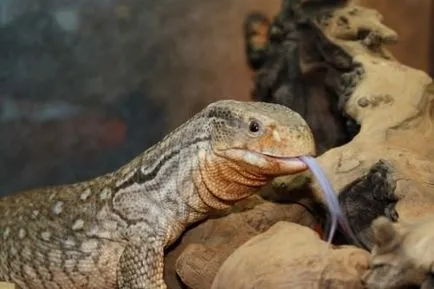 Capul monitor șopârlă sau Savannah Monitor (limba latină: