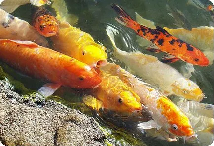 Koi, поддръжка и рибарници Koi