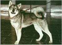 Svéd husky (emthund)