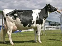 vaci de rasa Simmental 1