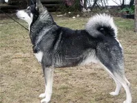 Svéd husky (emthund)