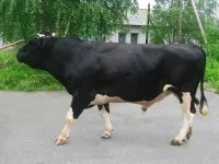 vaci de rasa Simmental 1