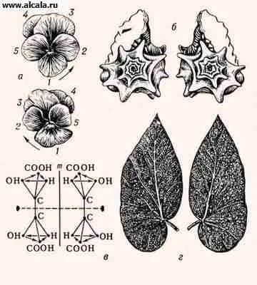 Symmetry (biologie) Enciclopedia TSB