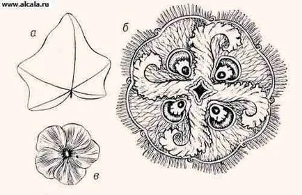 Symmetry (biológia) Encyclopedia TSB