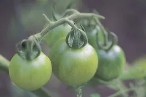 Cât timp va dura până la tomate congestionată după ce a ajuns sa optimă