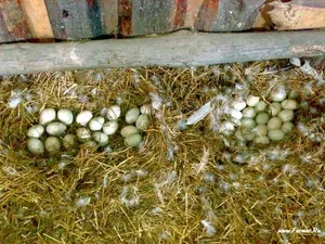 Колко яйца носи пуйка на каква възраст започва да почистват турция, яйце - ползи и вреди