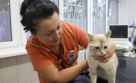 Tünetei gégegyulladás macskáknál okok és kezelések a betegség