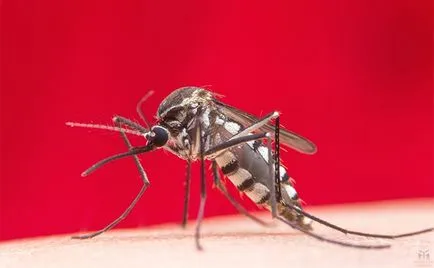 Tünetek, amelyek előfordulnak emberekben, miután megmarta egy szúnyog, hogy nem lehet figyelmen kívül hagyni