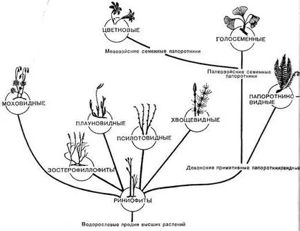 grupe taxonomice de plante superioare, biologie