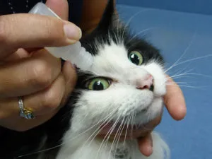 Vakság macskák okoz látásvesztés, tünetek, kezelés