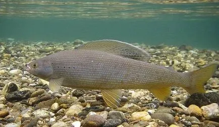 Momeală pentru prinderea Grayling - sunt necesare float aborda, Tirol, tăiței și alte