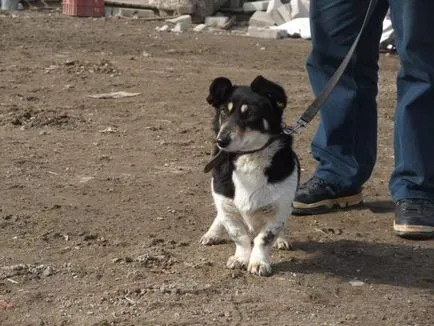 câine fluture în căutarea pentru o casa