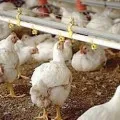 Съдържанието на кокошки носачки индустриална стадо в батерийни клетки, omedvet