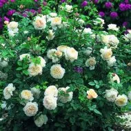 Soiuri de trandafiri tipuri unice de soiuri pentru grădină și grădină