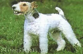 Kutyák fogása patkányok fotó leírása (modern terrier)