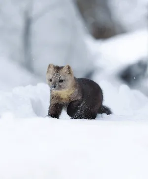 Sable - állat tajga