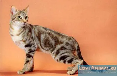Sokoke, Sokoke, pisica sălbatică din Kenya (cat Sokoke)