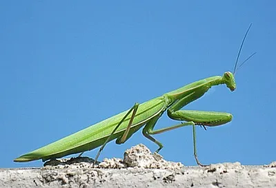 A tartalom sáska az otthoni - áruház mérlegek és hőmérők