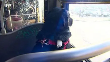 Un caine care in fiecare zi de sine conduce un autobuz în parcul preferat (10 fotografii, clipuri video)