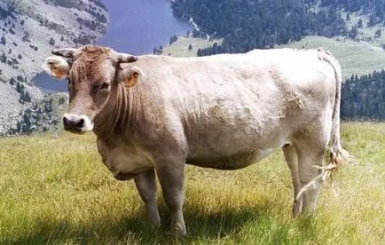 Câine și Bull compatibilitate în dragoste, căsătorie, bruzhbe, locul de muncă