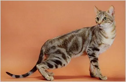 Sokoke (Sokoke, Kenya Forest Cat) Foto & Video, pret, caracter