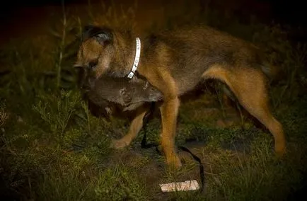 Kutyák fogása patkányok fotó leírása (modern terrier)