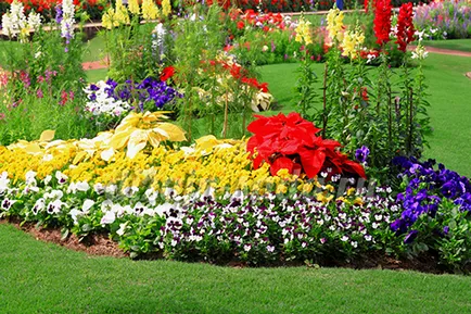 Combinația de culori în opțiunile strat de flori, frumoase grădini de flori