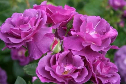 Soiuri de trandafiri tipuri unice de soiuri pentru grădină și grădină