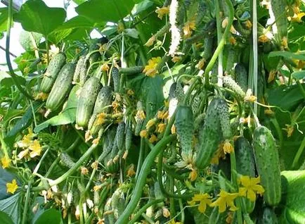 Fajta uborka, paprika, padlizsán a cég Pallas' cat, kiment a kertbe!