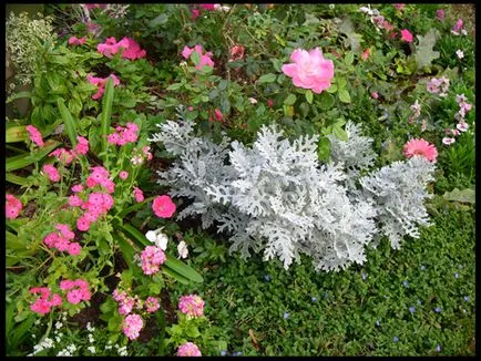 Combinația de culori în opțiunile strat de flori, frumoase grădini de flori