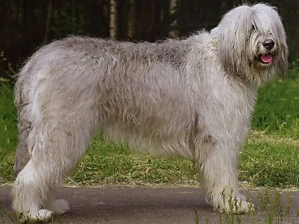 Tartalom orosz juhászkutya jellegű, különös gonddal, fotó yuzhnovengerskih Shepherd