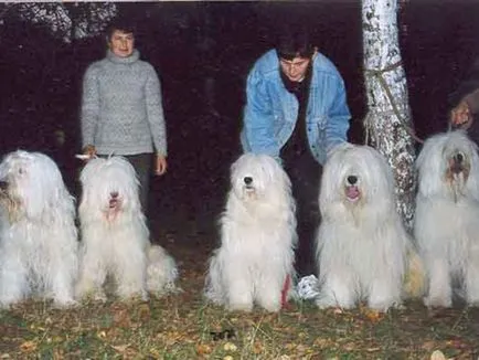 Conținutul de caractere Shepherd rus, îngrijire specială, fotografie yuzhnorumynskih Shepherd