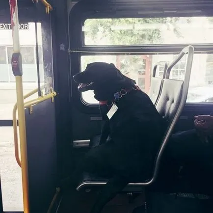 A kutya, amely minden nap magától hajtja a busz a kedvenc park (10 fotók, videók)