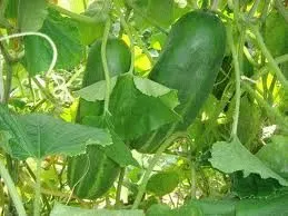 Съвети за отглеждане на краставици в страната - грижата и подготовка на почвата