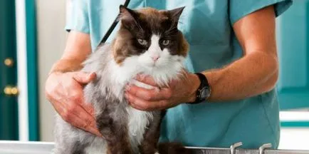 Tanács állatorvos, ha egy macska után sterilizálni a születési dátum - az életem