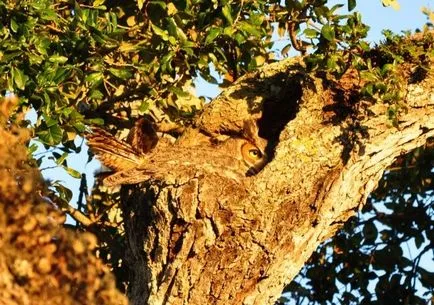 Owls - maeștri ai deghizării, fotografii