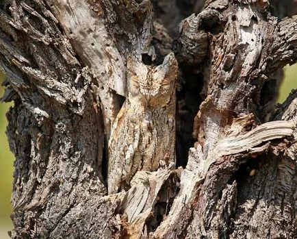 Owls - maeștri ai deghizării, fotografii