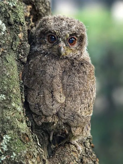 Owls - maeștri ai deghizării, fotografii