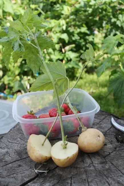 Tippek, hogyan növekszik egy rózsát dugványt rózsa csokor domaentsiklopediya - fokozatú, leírás és képek