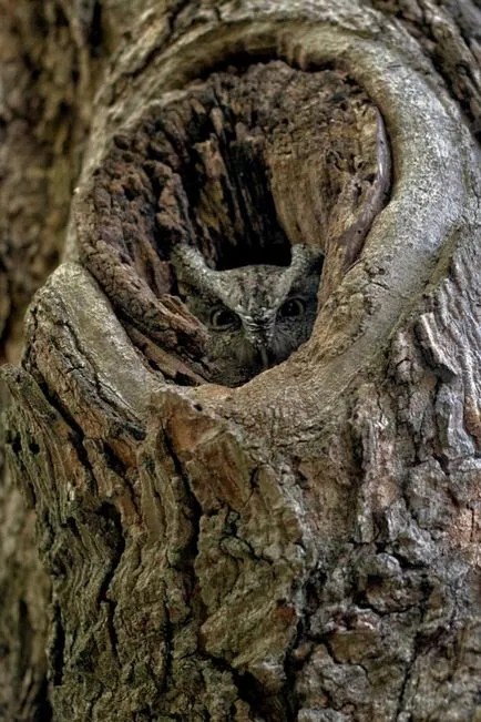 Owls - maeștri ai deghizării, fotografii