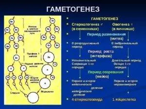 Spermatogenezis és oogenezis, azok jellemzőit, összehasonlítva és kontrasztját spermatogenezisre oogenezis